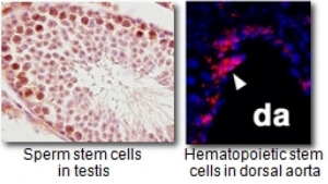 (左)Sperm stem cells in testis(右)Hematopoietic stem cells in dorsal aorta