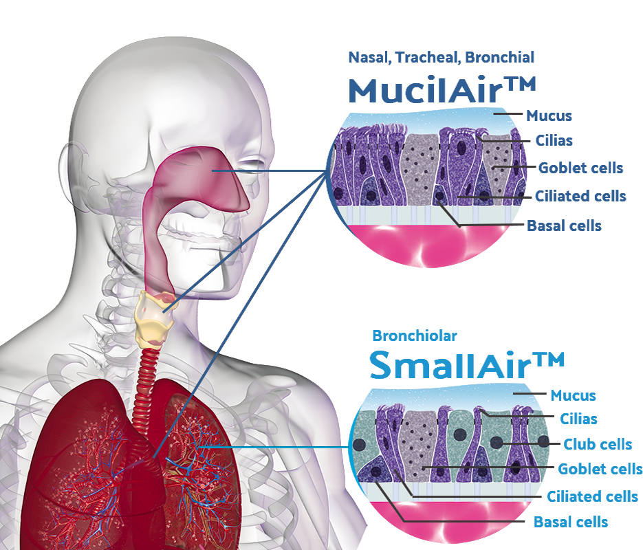 MucilAir