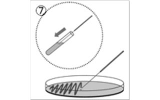 取り出したビーズを平板ないし液体培地に接種します。