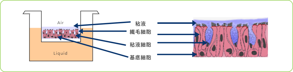 模式図3